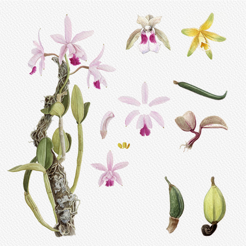 Botanical Illustration - Orchids 1 #10 static token preview
