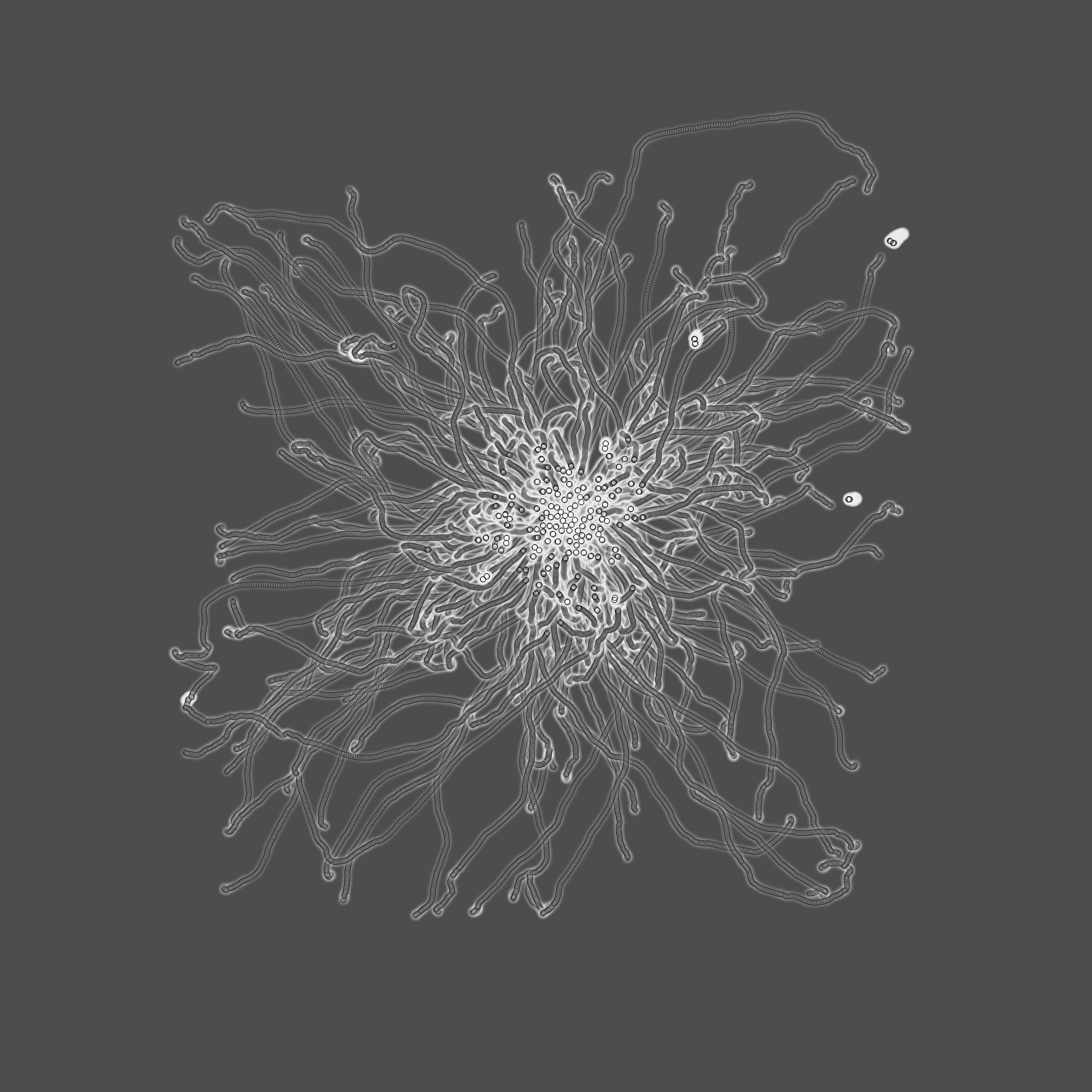 grey fungi wisdom #15 static token preview