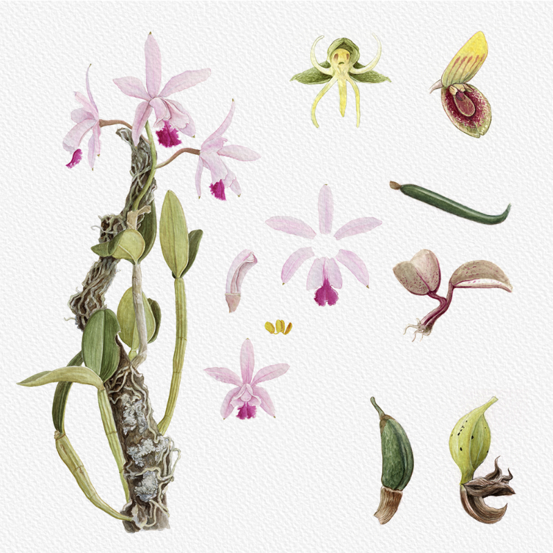 Botanical Illustration - Orchids 1 #19 static token preview