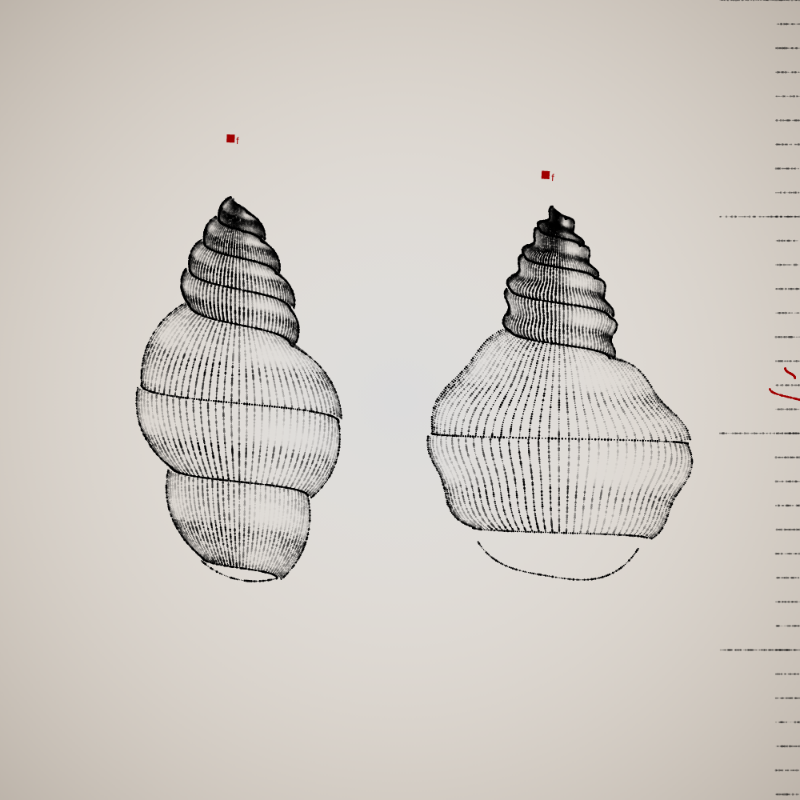 Two Specimen #9 static token preview