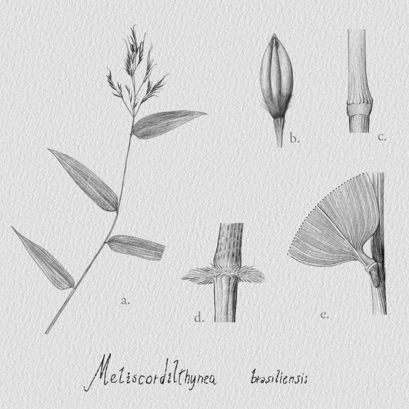 Botanical Illustration - Bambusoideae 1 #11 static token preview