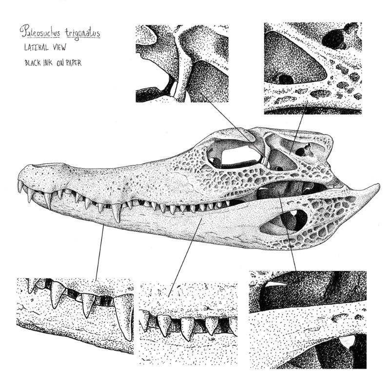 Paleosuchus trigonatus (skull) #10 static token preview