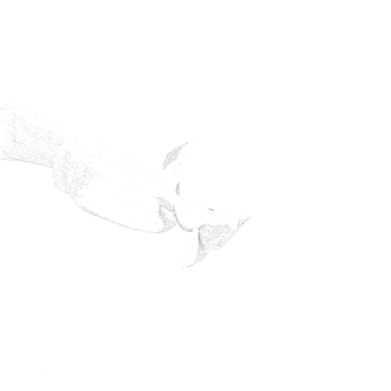 traces #21 static token preview