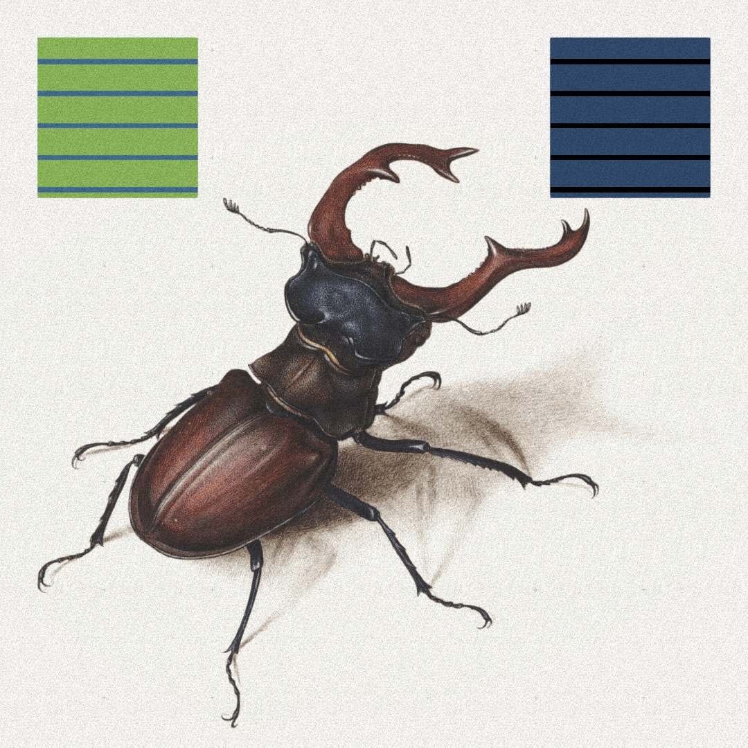 Beetle #1 static token preview