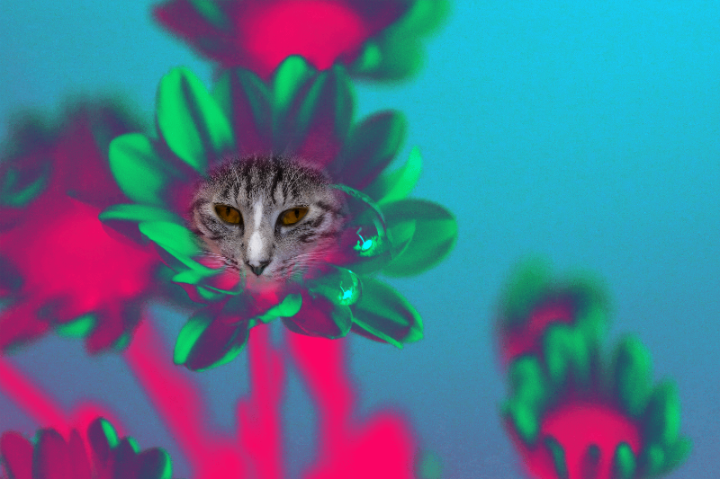 Flowering Cat #10 static token preview
