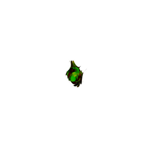 Glitchling project preview