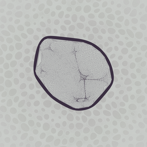 Protista project preview
