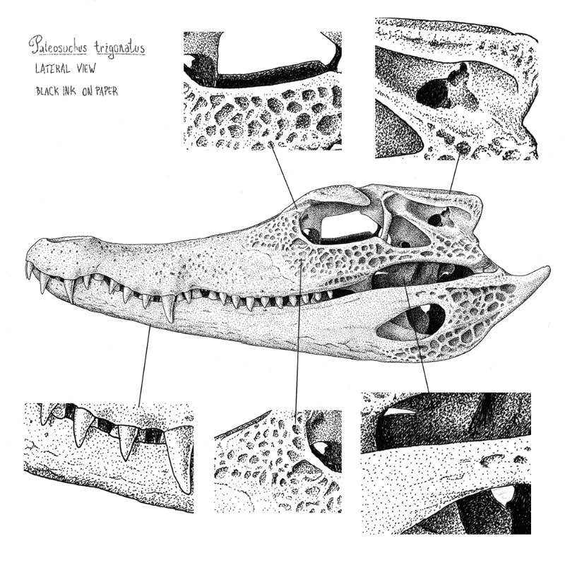 Paleosuchus trigonatus (skull) #22 static token preview