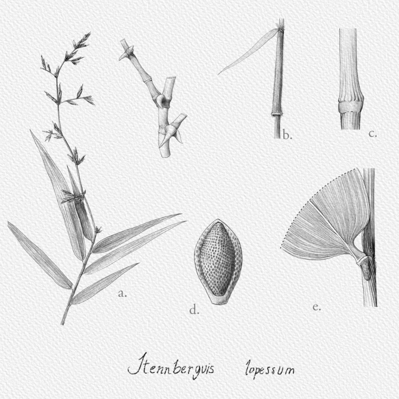 Botanical Illustration - Bambusoideae 1 #18 static token preview