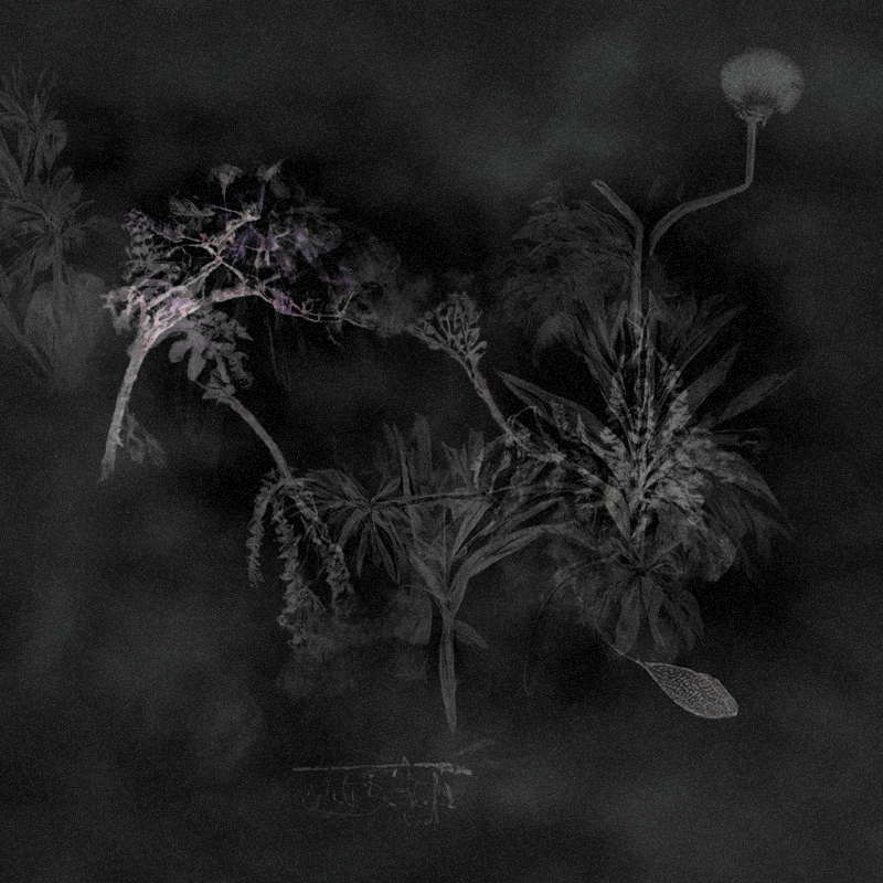 Hauntological Herbarium #13 static token preview