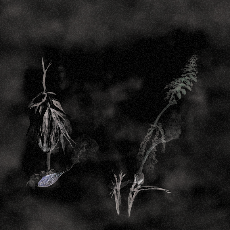 Hauntological Herbarium #6 static token preview