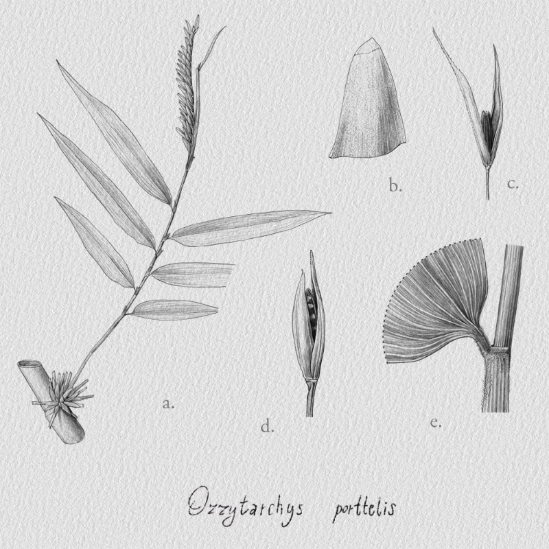 Botanical Illustration - Bambusoideae 1 #6 static token preview
