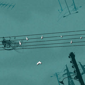 Birds Music project preview