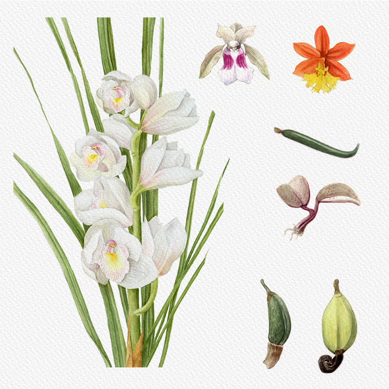 Botanical Illustration - Orchids 1 #7 static token preview