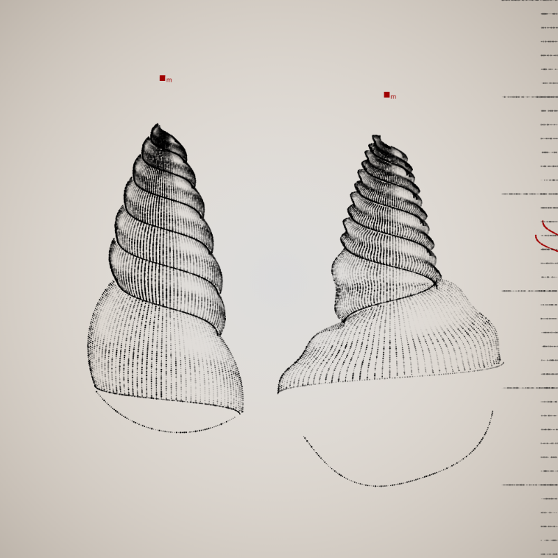 Two Specimen #31 static token preview