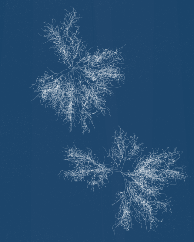 Cyanotypes #14 static token preview