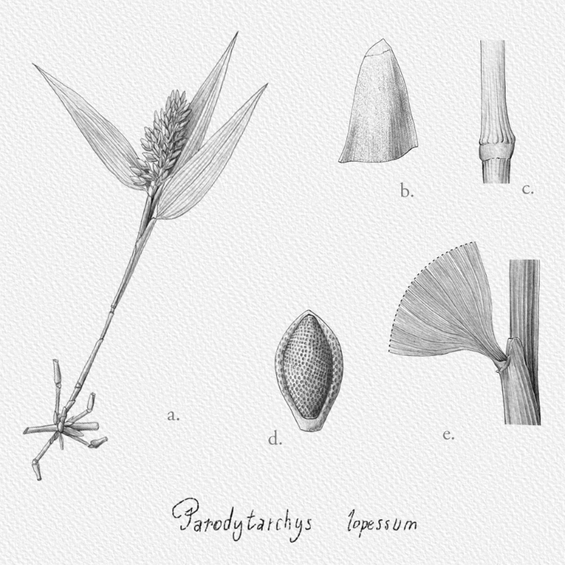 Botanical Illustration - Bambusoideae 1 #4 static token preview