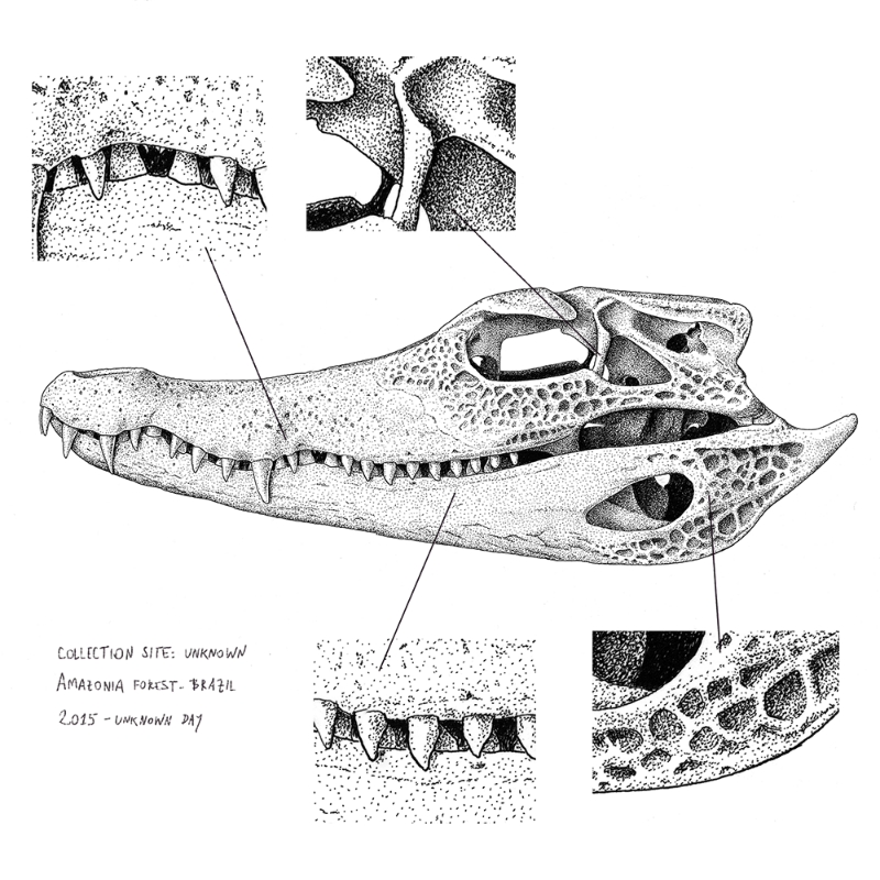 Paleosuchus trigonatus (skull) #14 static token preview