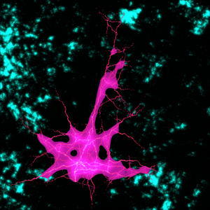 lightning in the brain project preview