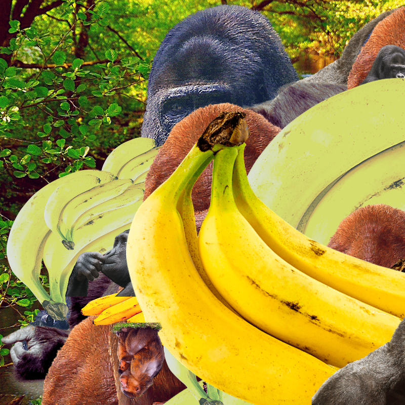 Banana #1 #23 static token preview