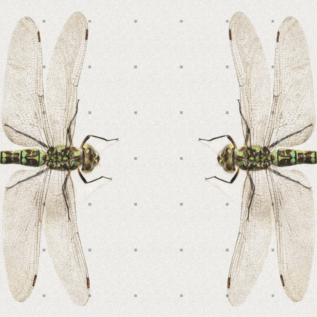 Dragonfly #4 static token preview