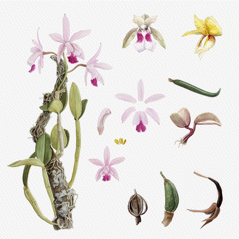 Botanical Illustration - Orchids 1 #34 static token preview