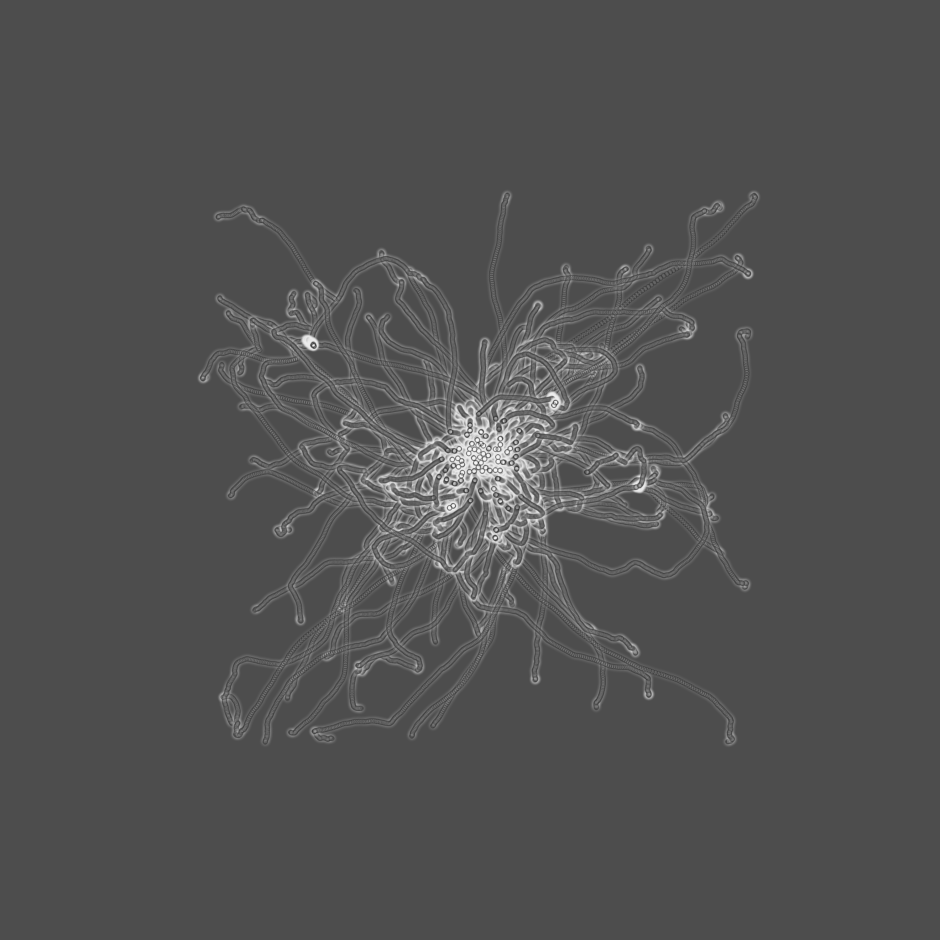 grey fungi wisdom #31 static token preview