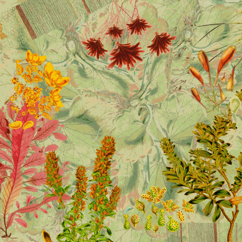 future flora from Antarctica's past #22 static token preview