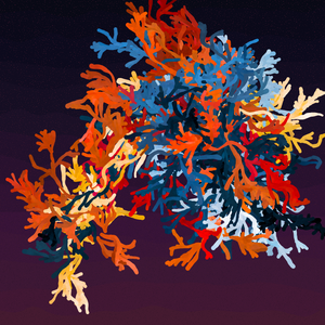 Corals project preview
