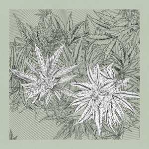zancannabis project preview
