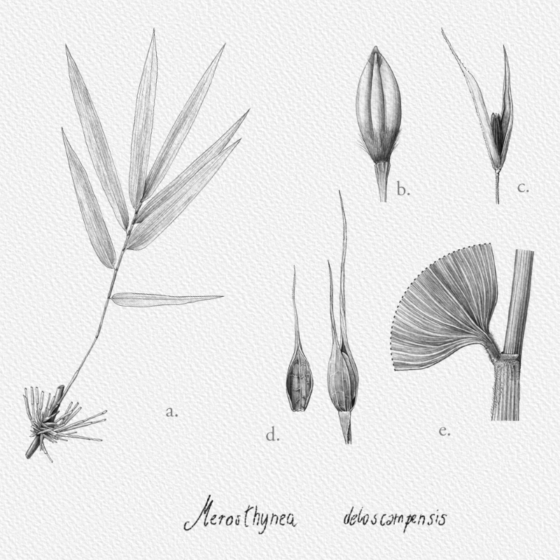Botanical Illustration - Bambusoideae 1 #10 static token preview