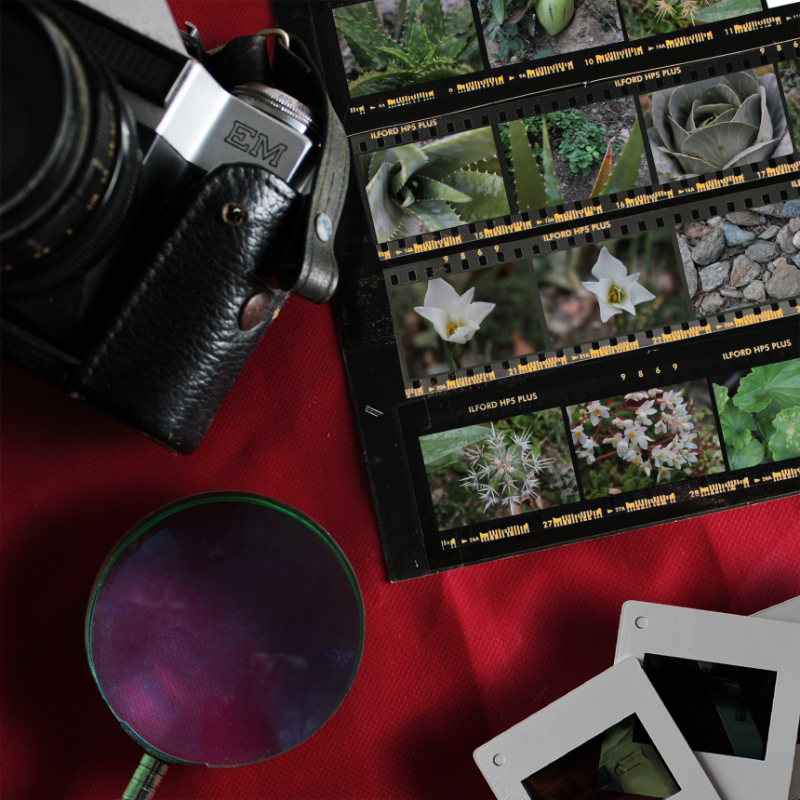 Contact Sheet #19 static token preview
