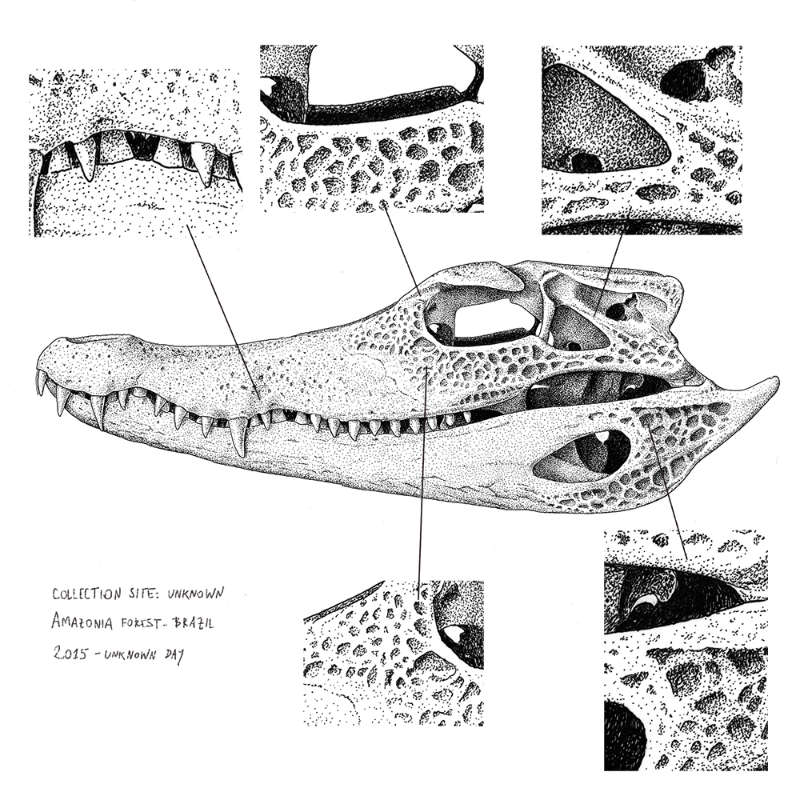 Paleosuchus trigonatus (skull) #17 static token preview