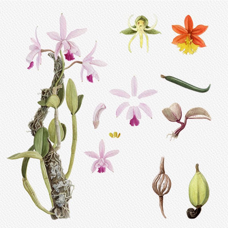 Botanical Illustration - Orchids 1 #18 static token preview
