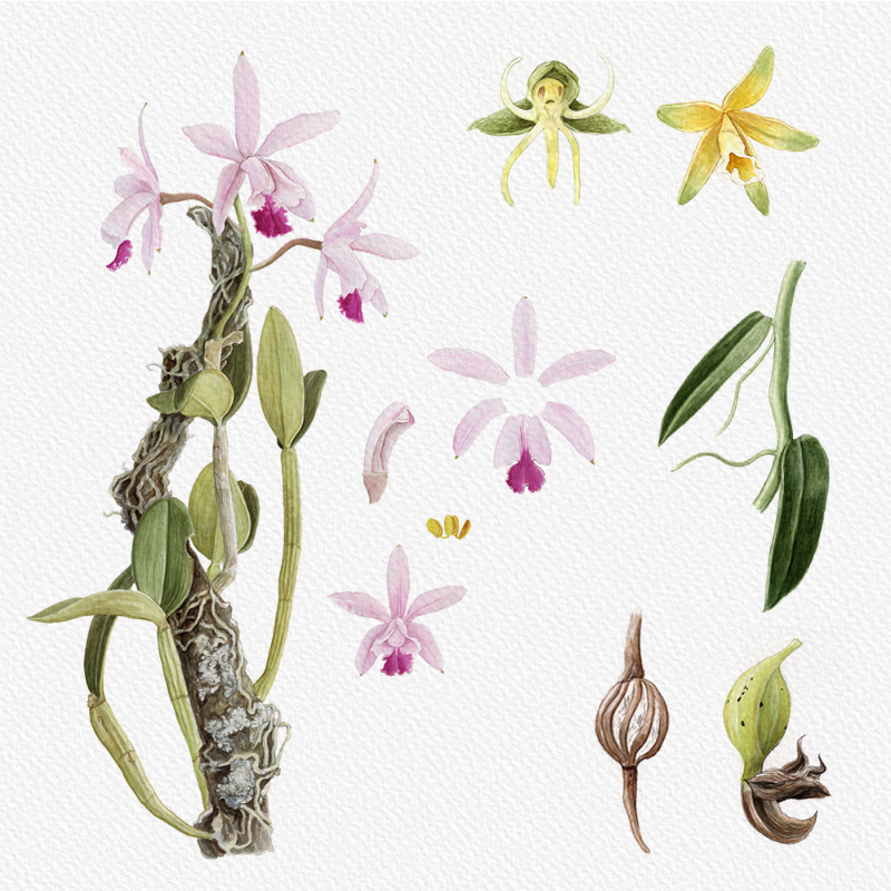 Botanical Illustration - Orchids 1 #62 static token preview