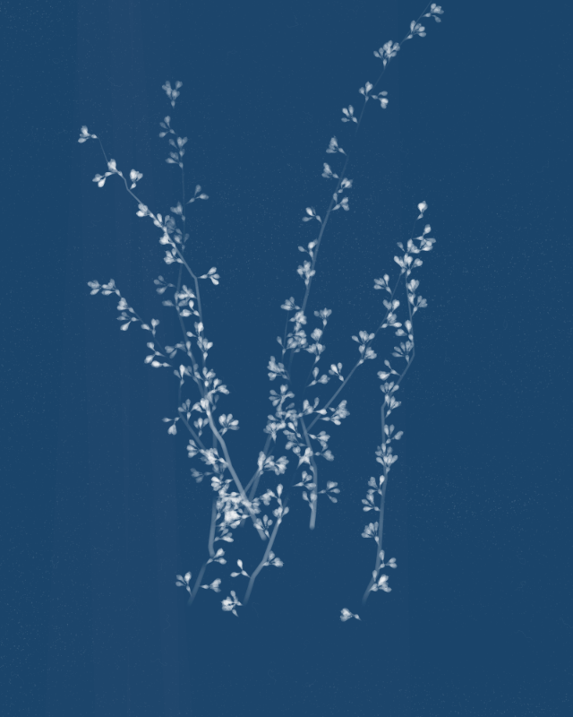 Cyanotypes #6 static token preview