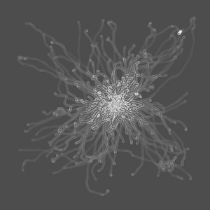 grey fungi wisdom project preview