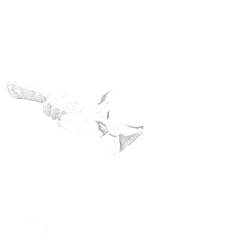 traces #5 static token preview