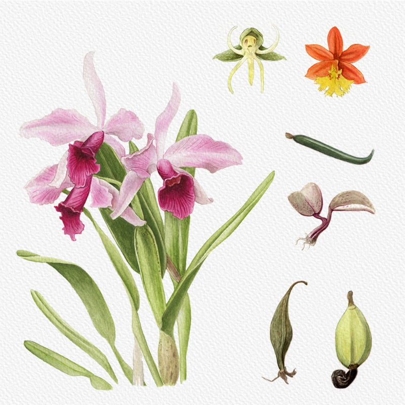 Botanical Illustration - Orchids 1 #1 static token preview