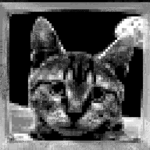 space cat project preview