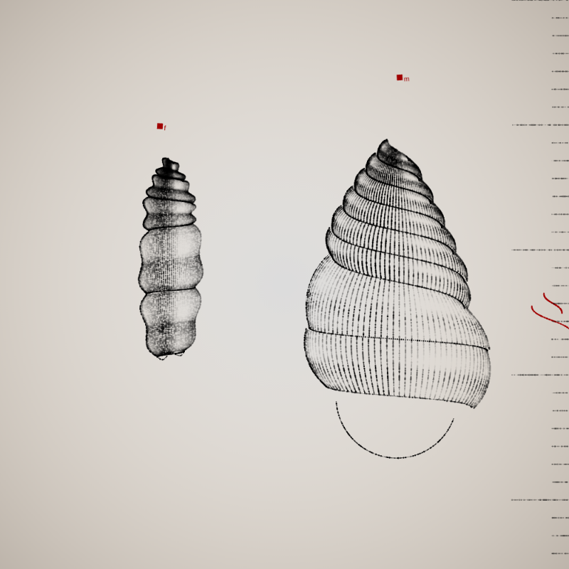 Two Specimen #330 static token preview