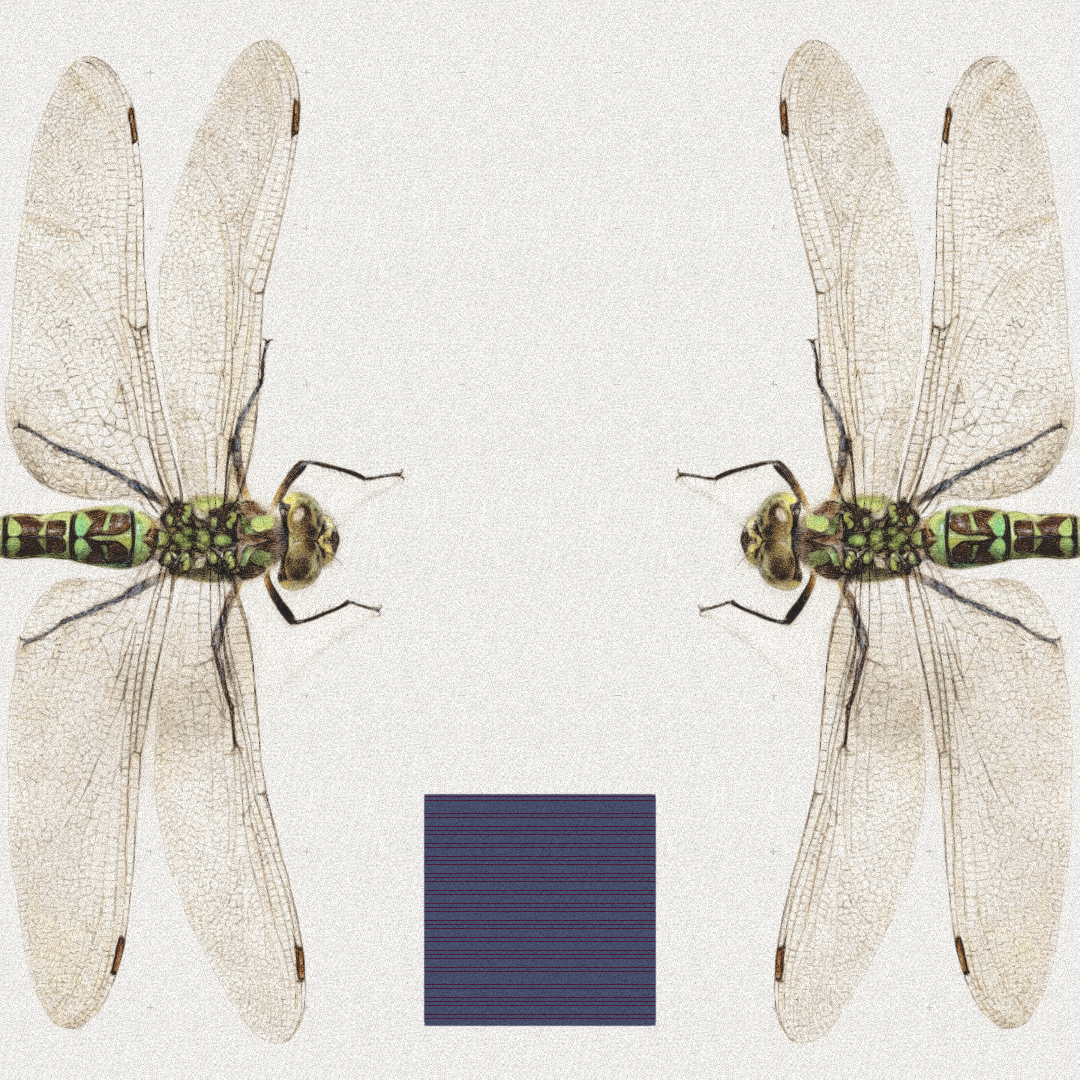 Dragonfly #10 static token preview