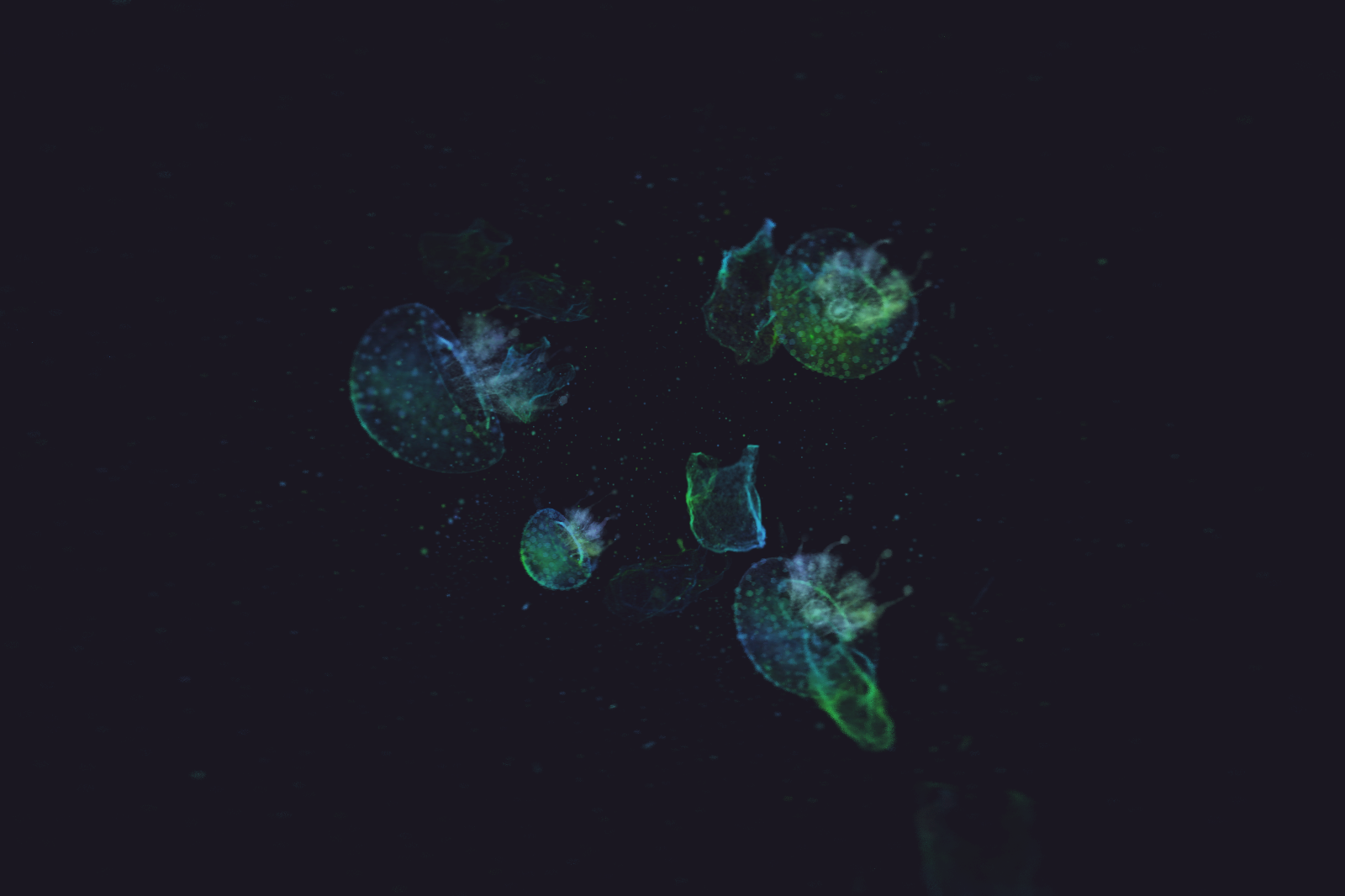 Turtle Vision #51 static token preview