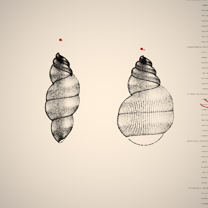 Two Specimen #3 static token preview