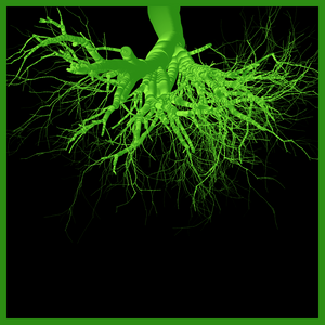 Arbres suspendus project preview
