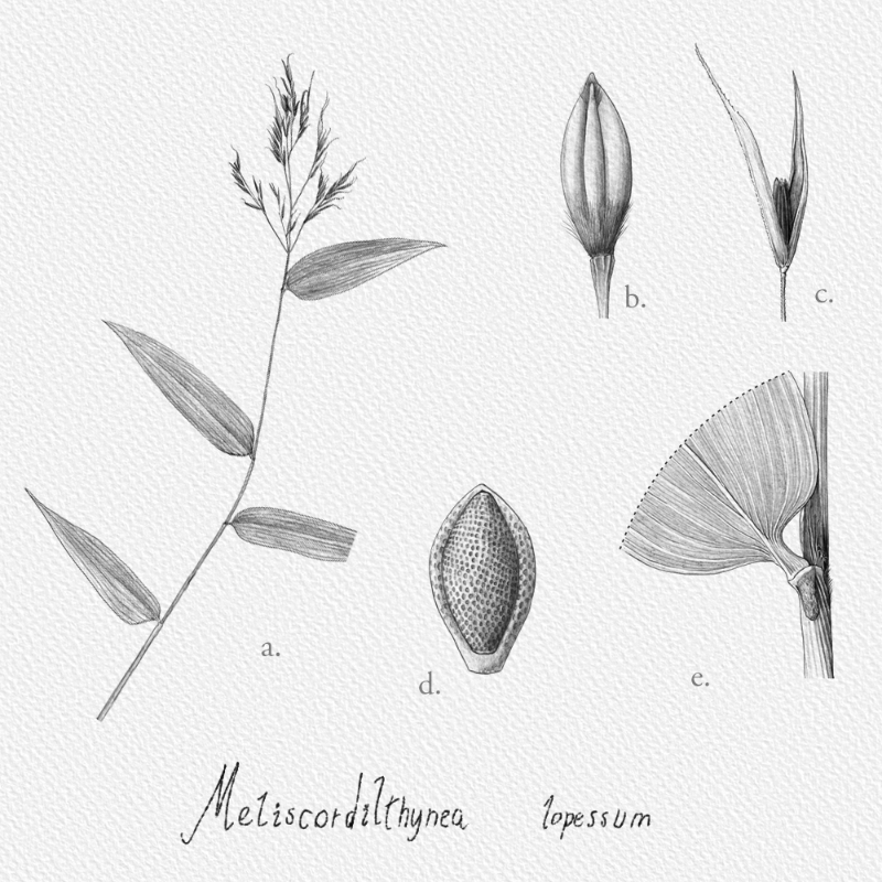 Botanical Illustration - Bambusoideae 1 #17 static token preview