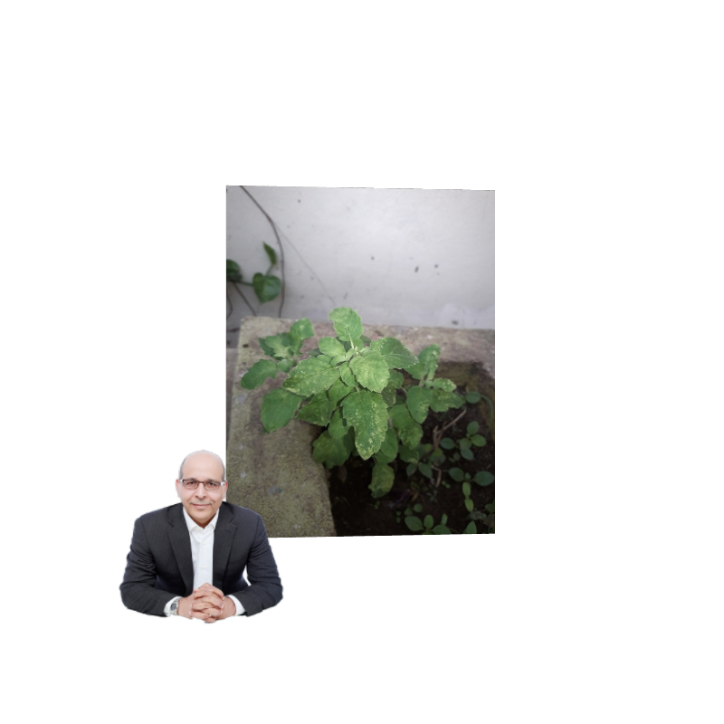 ART BASIL 2022 #125 static token preview