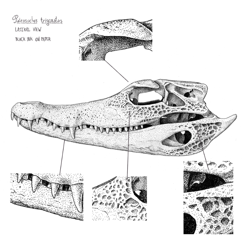 Paleosuchus trigonatus (skull) #6 static token preview