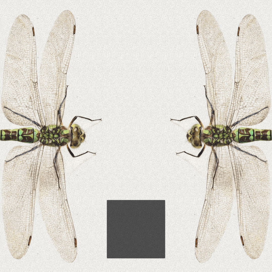 Dragonfly #8 static token preview