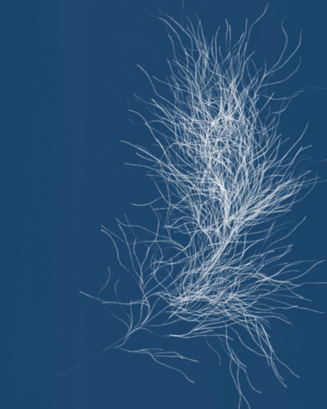 Cyanotypes #95 static token preview